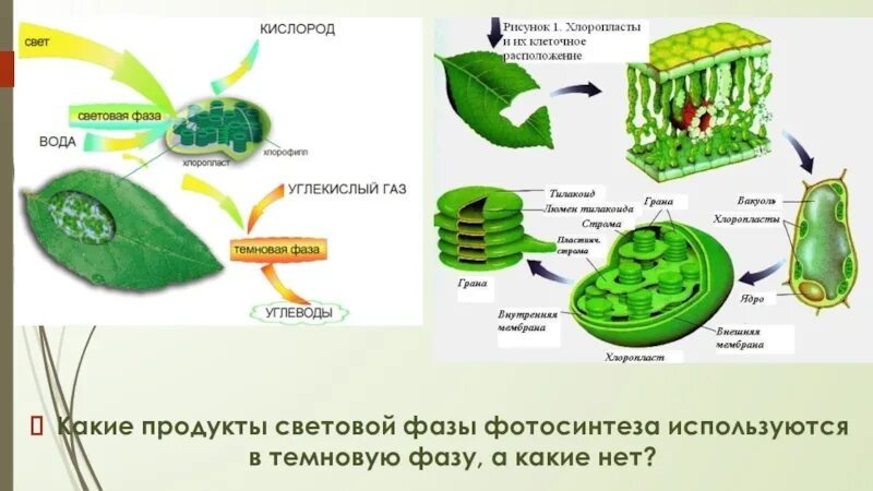 Образование кислорода в хлоропластах