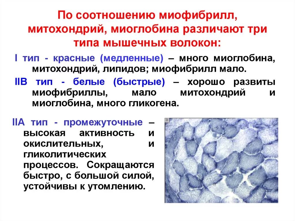 Какова функция миоглобина. Типы мышечных волокон. Мышечные волокна i типа. Соотношение гликолитических и окислительных мышечных волокон.