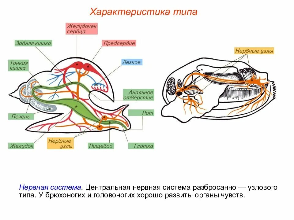 Строение нервной системы моллюсков. Тип моллюски нервная система брюхоногих. Тип нервной системы у брюхоногих. Нервная система брюхоногих моллюсков Тип.