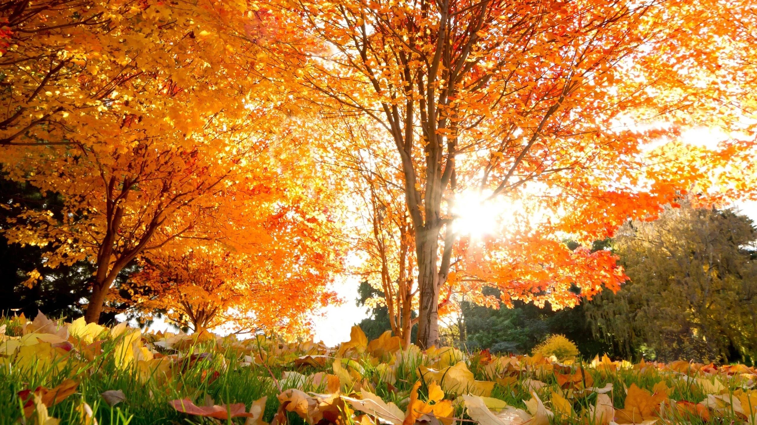 Картинка времена года осень. Красивая осень. Природа осень. Золотая осень. Красота осени.
