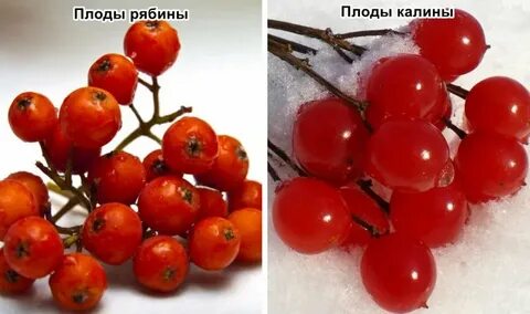 Почему плоды рябины