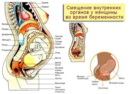 Женские органы при беременности