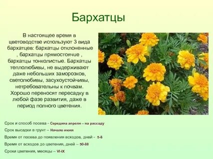 Через сколько дней зацветают бархатцы