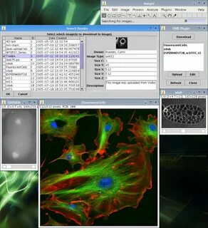 Imagej