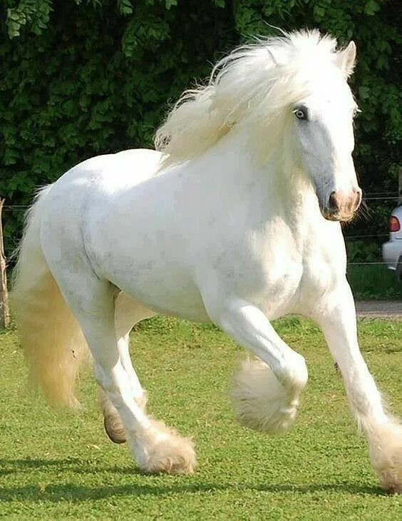 Hermoso caballo Pretty horses, Most beautiful horses, Horses