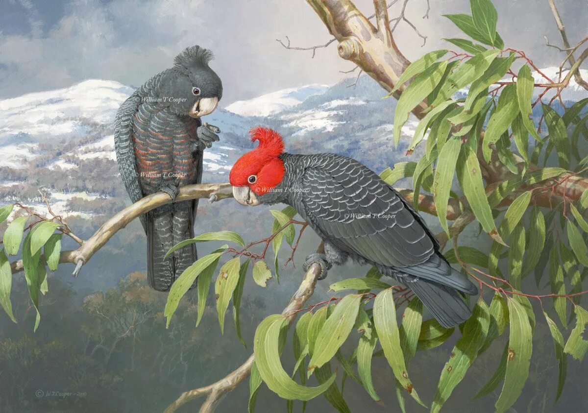 Шлемоносный Какаду. Австралийская Райская птица. Уильям Купер австралийский художник. Художник William t. Cooper (116 работ).