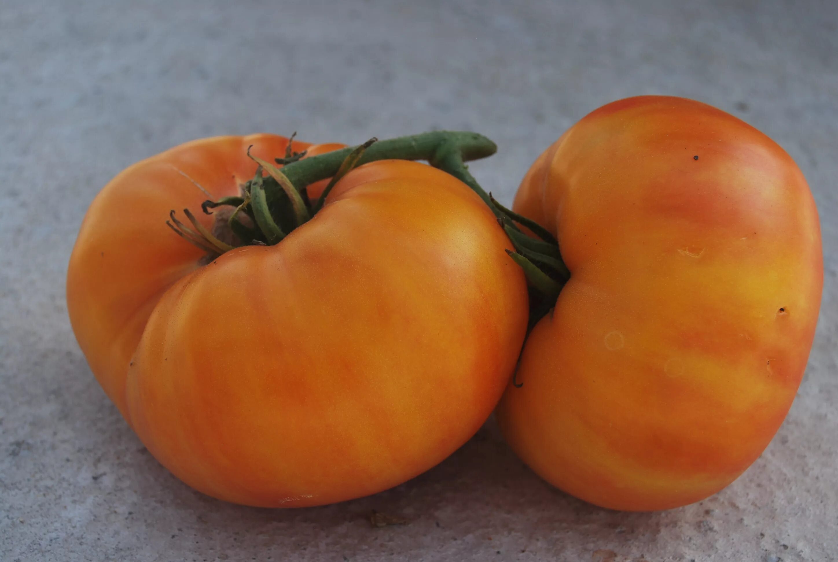 Почему помидоры желтые. Томат супер Марманде. Томат Джорджия полосатая. Томат армянский желтый. Желтый плоскоокруглый томат сорт.
