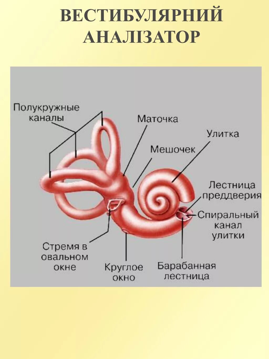 Что находится в преддверии