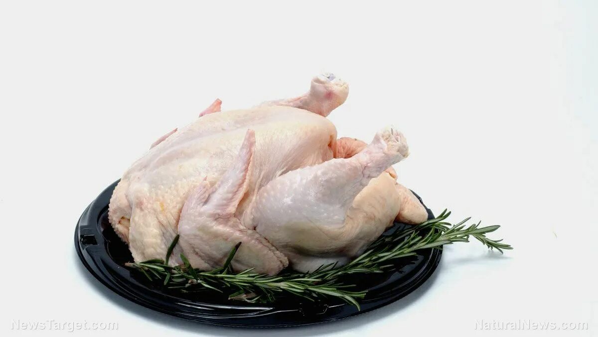 Можно есть куриное мясо. Искусственное куриное мясо. Вымершие куры. Курица сырая на тарелке.