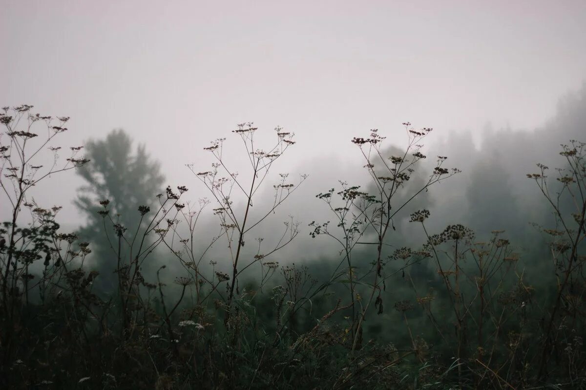 Голубой туман цвет. Туманные цветы геншин импакт. Туманные цветы. Где находятся туманные цветы в геншин импакт. Полевые цветы в тумане.