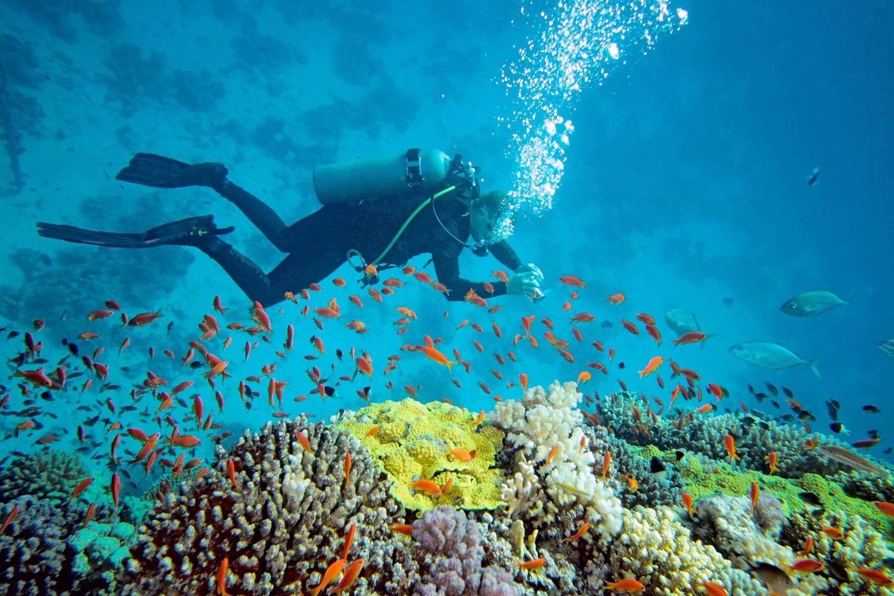 подводный риф марса алам. скуба дайвинг. дайвинг шарм-эль-шейх. красное море скуба дайвинг. скуба-дайвинг, scuba-diving погружение.
