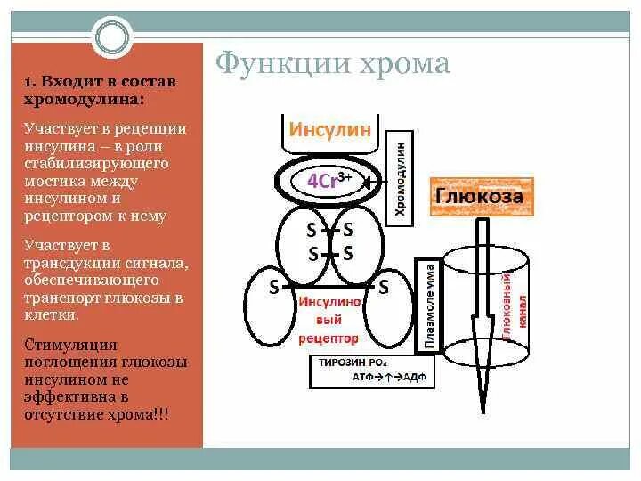 Функции хрома. Хром и инсулин. хромодулин инсулин. инсулин формула. роль хрома в функционировании инсулина.