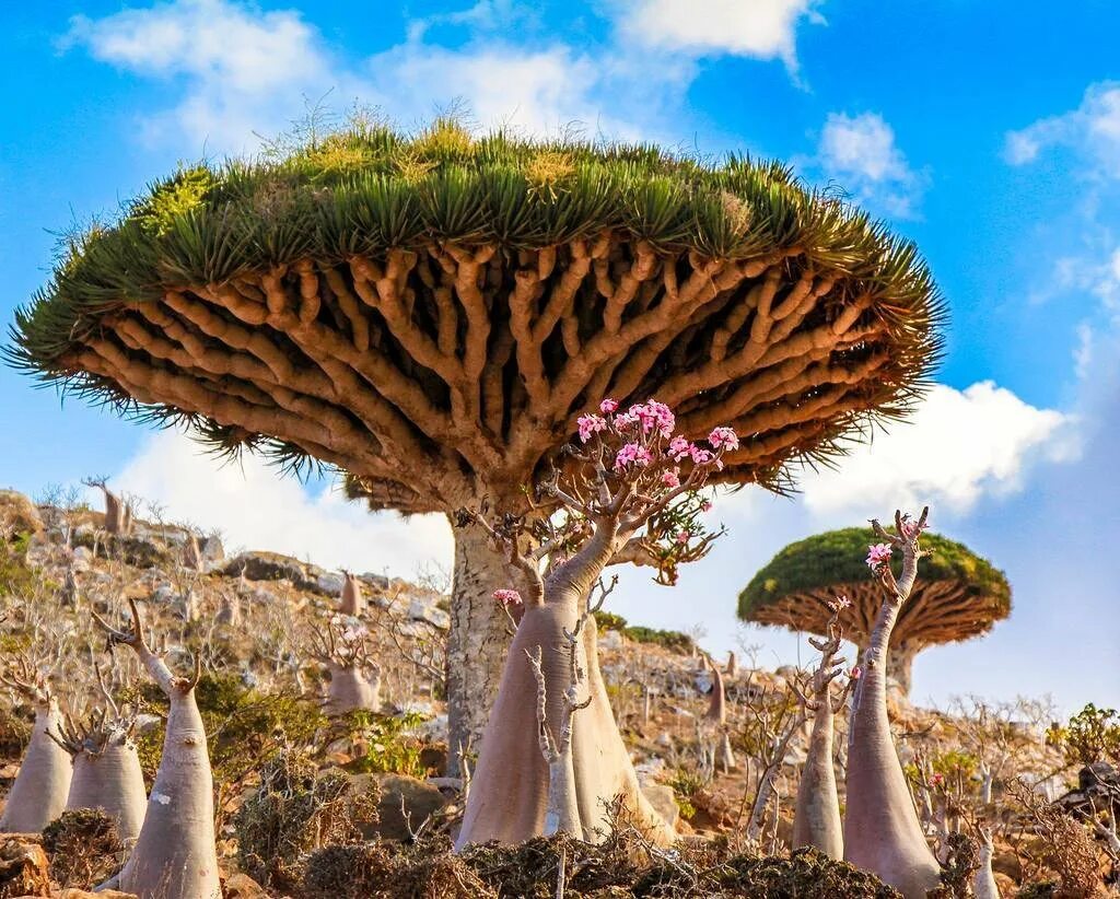 Как появились деревья. Драконовое дерево Сокотра. Драконовые деревья на острове Сокотра. Остров Сокотра Йемен. Драконовые деревья на острове Сокотра Йемен.