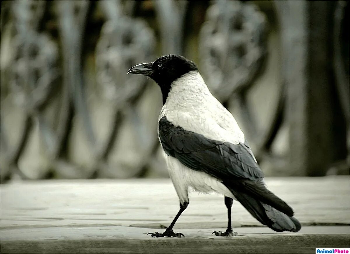 ворон. полярный ворон. белая ворона с черным крылом. австралийская сорока. черноспинная певчая ворона.