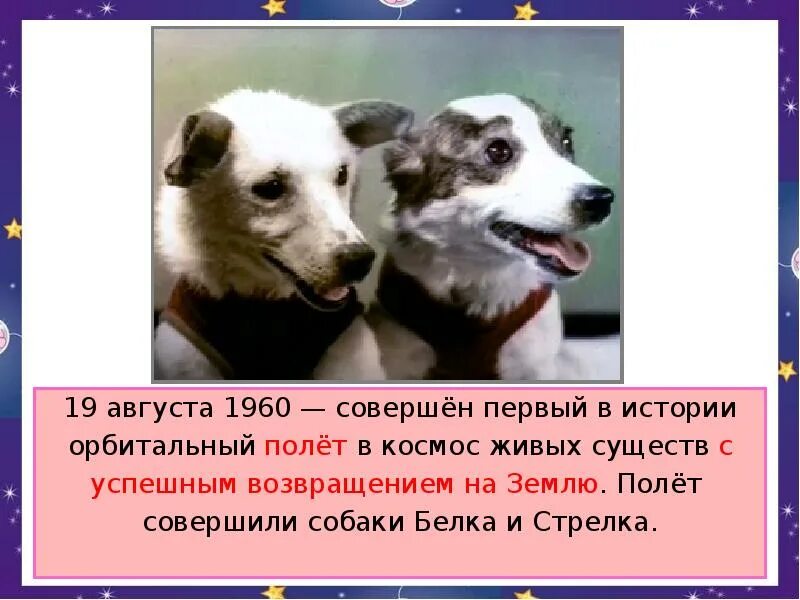 Первое существо совершившее орбитальный полет. Собаки в космосе. Первый полет в космос собаки. Первый полёт в космос белка и стрелка. Собаки белка и стрелка в космосе.