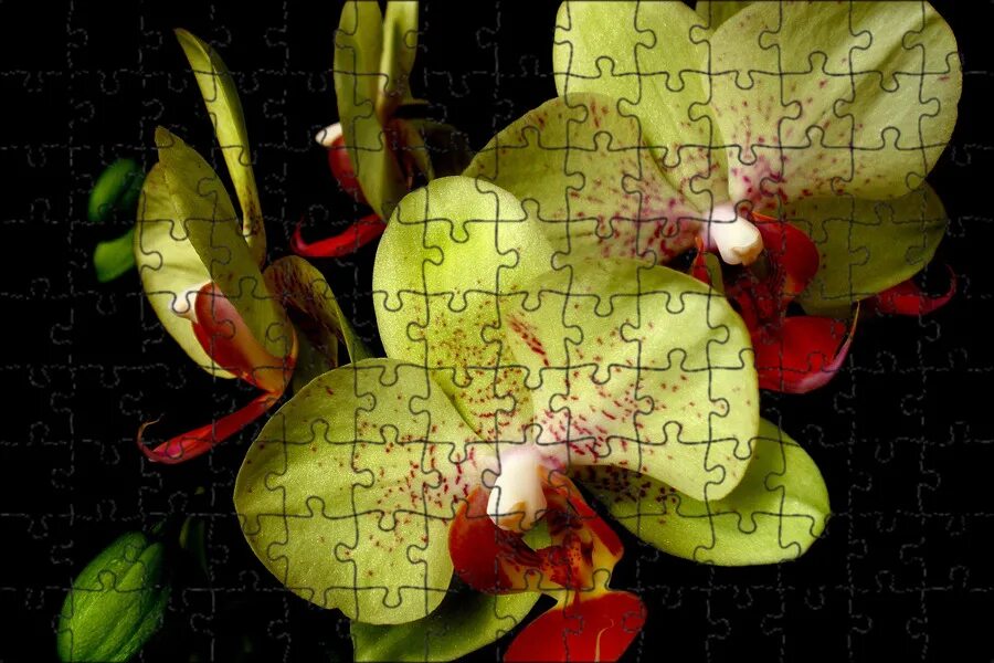 Фаленопсис green culture. Фаленопсис зеленый. Орхидея пиниф. Орхидея фаленопсис моушен. Фаленопсис примавера.