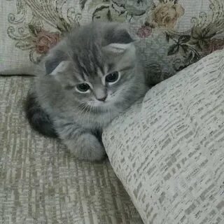 Авито волгоград котята