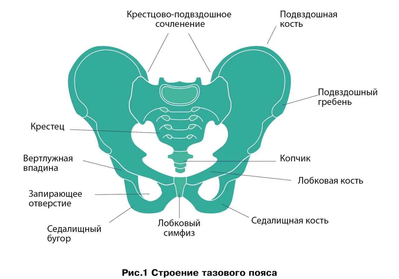 Правая лонная кость. Кости таза. Расхождение костей таза. Седалищная кость таза. Подвздошные кости.