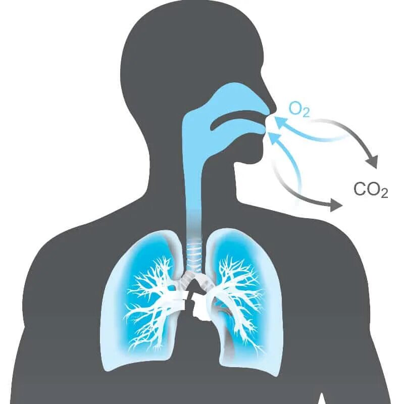 Жизненая ёмкость лёгких. Легкие без воздуха. Органы дыхания 8 класс биология. Здоровые бронхи и легкие. Дыхание легкие.