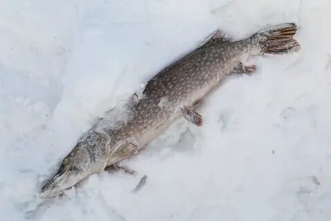 Щуку можно замораживать