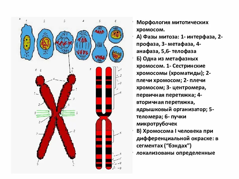 6. Кариотип человека, строение хромосом.. Строение хромосомы после репликации ДНК. Строение хромосом и кариотип. Строение клетки хромосомы. Участки хромосом называют