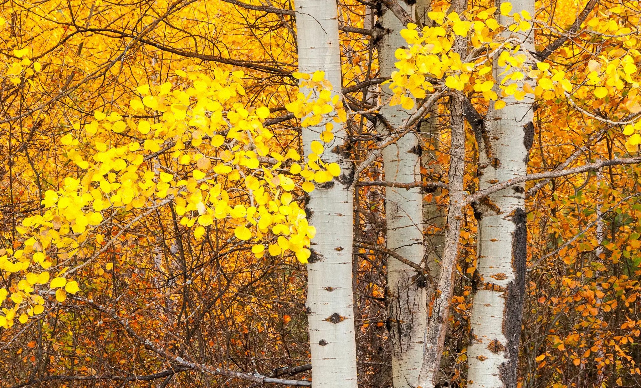 Осенняя осина. Осина дерево осенью. Осина на Урале. Береза желтая Дальневосточная. Облетевшей березке