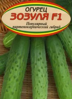 Описание огурцов зозуля