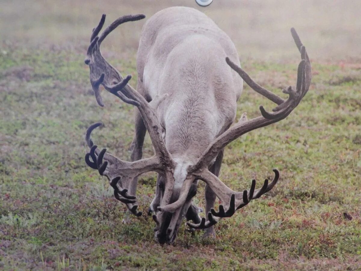 Самого большого оленя. Большой олень. Североамериканский лось. Олень вапити в северной америке. Большерогий олень.