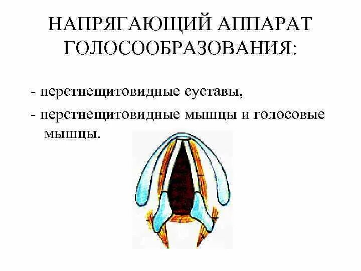 Напрягающий аппарат голосообразования. Истинные голосовые складки. Голосообразование анатомия. Ложные голосовые складки.