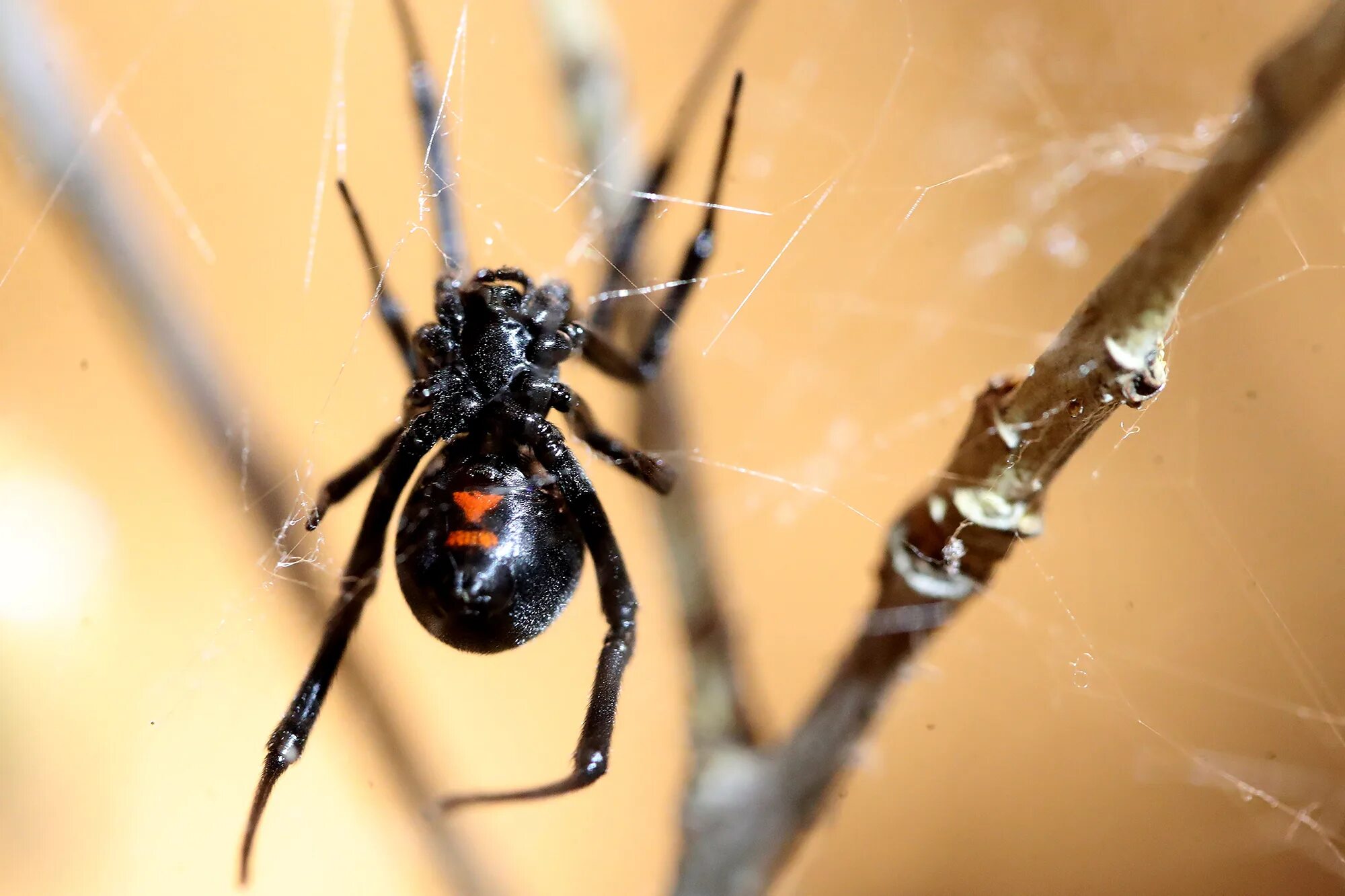 Albino spider SciiFii Wiki Fandom