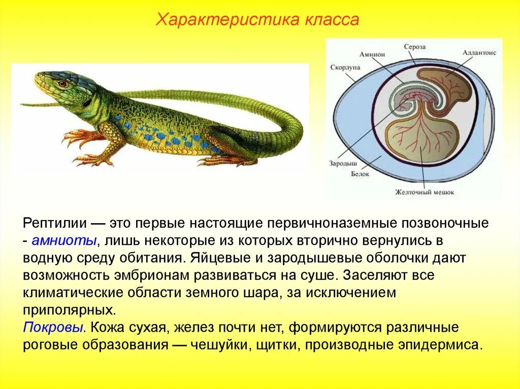 Строение рептилий кратко. Характеристика класса пресмыкающие. Общая характеристика класса пресмыкающихся 7 класс биология. Общая хар ка класса пресмыкающиеся. Конспект по биологии 7 класс пресмыкающиеся или рептилии.