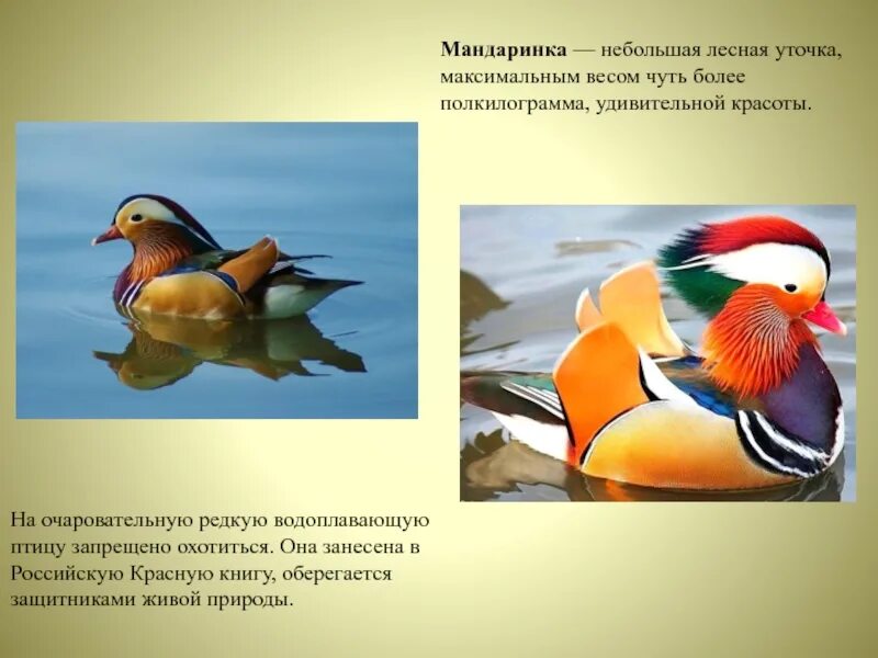 Занесена ли утка в красную книгу. Водоплавающая мандаринка утка. мандаринка птица описание. мандаринка красная книга. утка-мандаринка фото и описание.