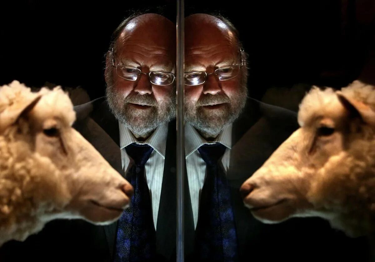 Овечка долли в музее шотландии. Первая клонированное животное. Клонирование животных. Клонированная овечка долли. Клонирование долли.