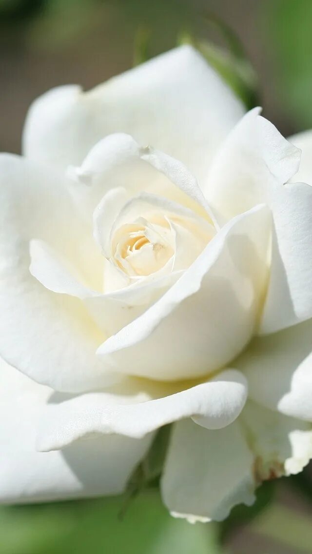 Белые розы. Біла з