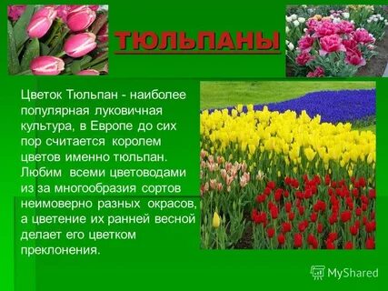 Рассказ про тюльпан