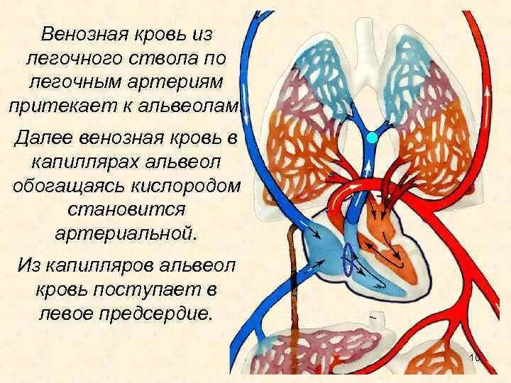 Что происходит с кровью в легочных капиллярах