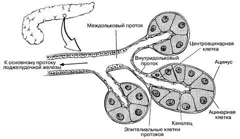 Ацинусы желез