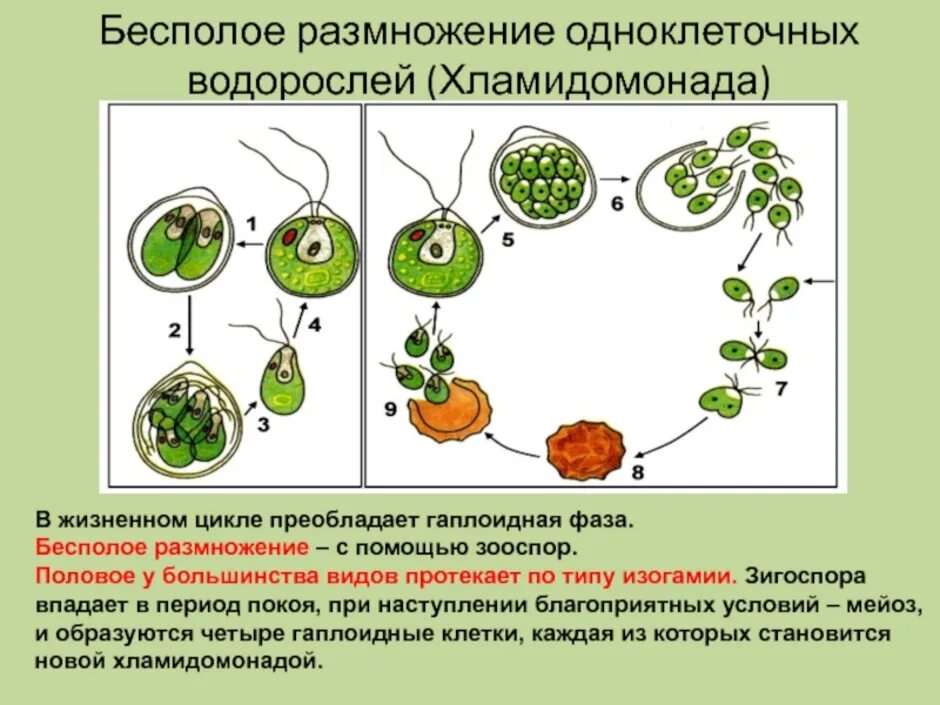 Отличия бесполого размножения. Размножение хламидомонады схема. Жизненный цикл одноклеточных водорослей схема. Бесполое размножение хламидомонады. Одноклеточные растения размножение.