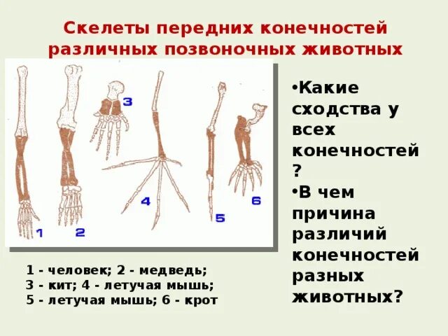 Скелет передних конечностей. Скелет передней конечности человека. Строение скелета передней конечности человека. Скелет передней конечности рукокрылых.