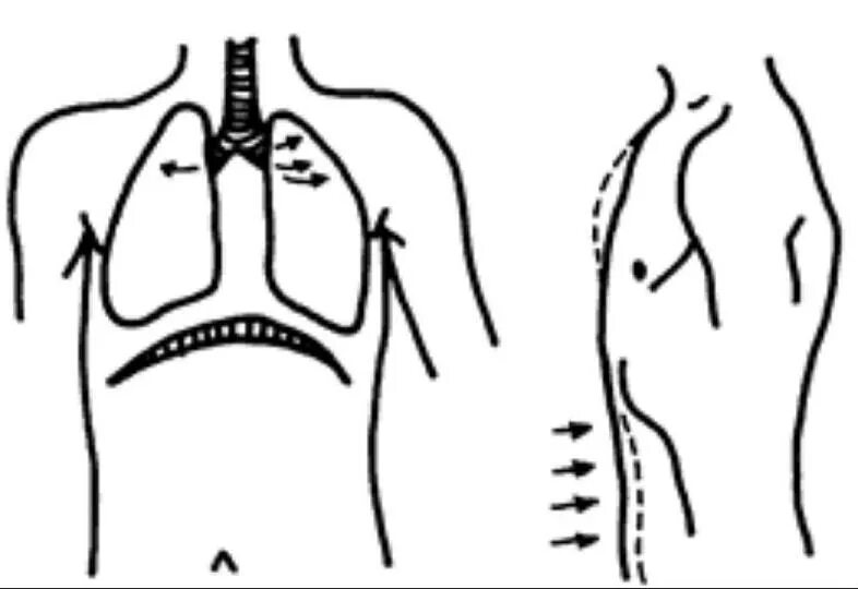 Вдох выдох. Поверхностное дыхание. Среднее дыхание. Верхнее грудное дыхание. Верхнее ключичное дыхание.