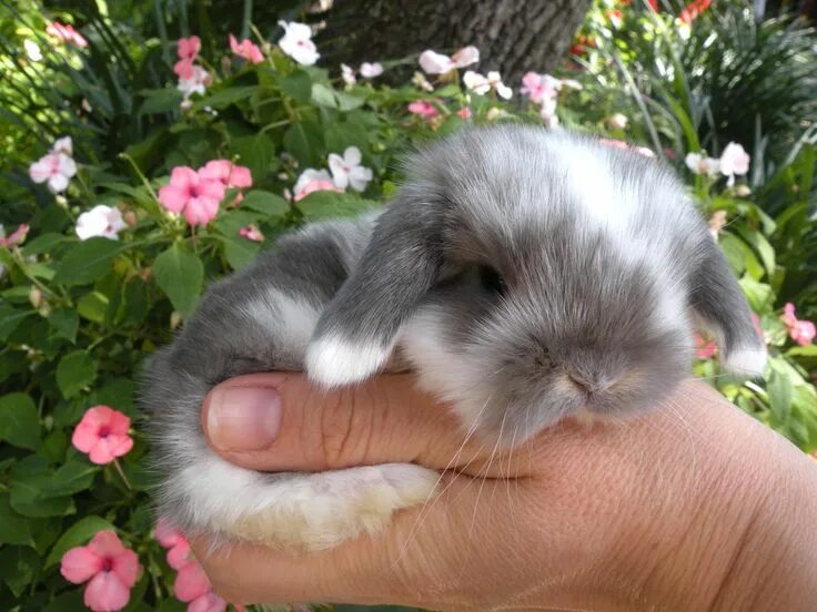 Sweet Powderpuff Bunny #cute #rabbit #animals Fluffy animals, Bunny pictures, Cu