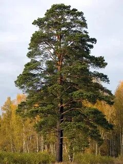 Сосны по отношению к свету