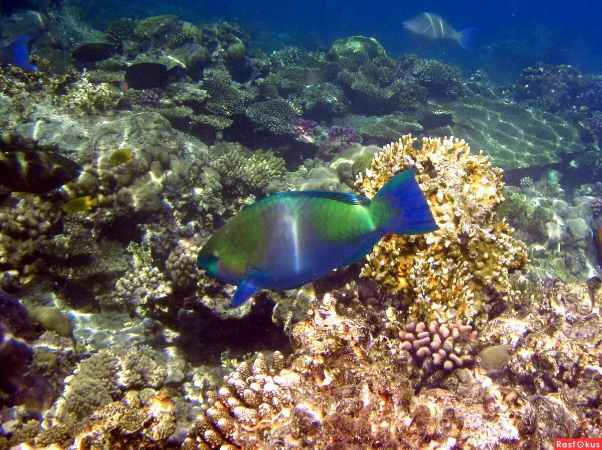 Красное море хургада отзывы