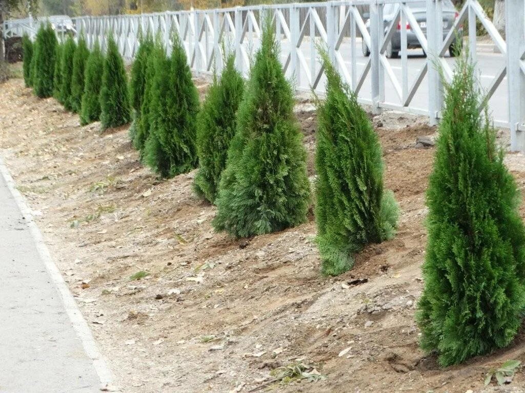 Сеянцы туи смарагд. Туи смарагд полив. Мульчирование туи смарагд. Туи уход и выращивание. Туя смарагд.