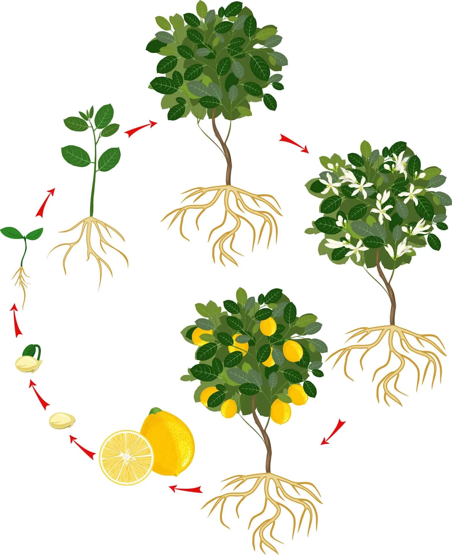 Лимонной дерево цикл. Жизненный цикл дерева. Этапы роста лимонного дерева. Цикл жизни растений.