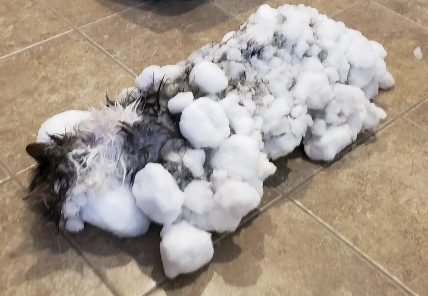 It name is fluffy