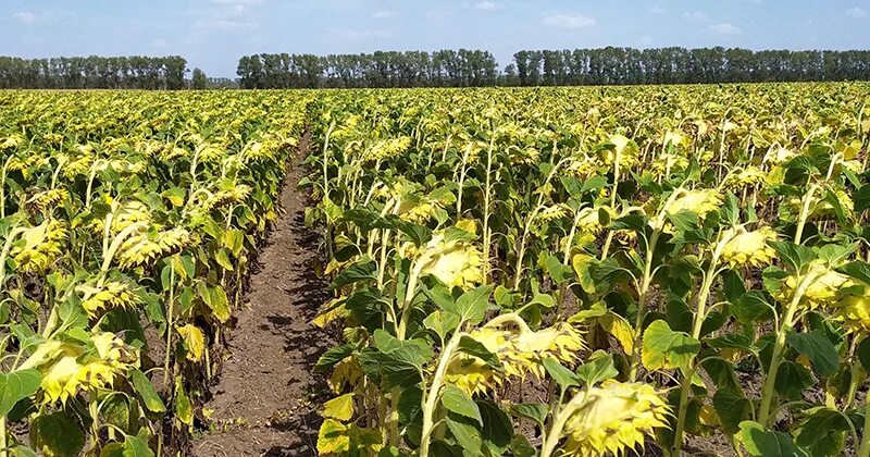 подсолнечник ирэн клп. клеарфилд семена подсолнечника. гибрид подсолнечника сафари. подсолнечник алей. староалейка алтайский край.