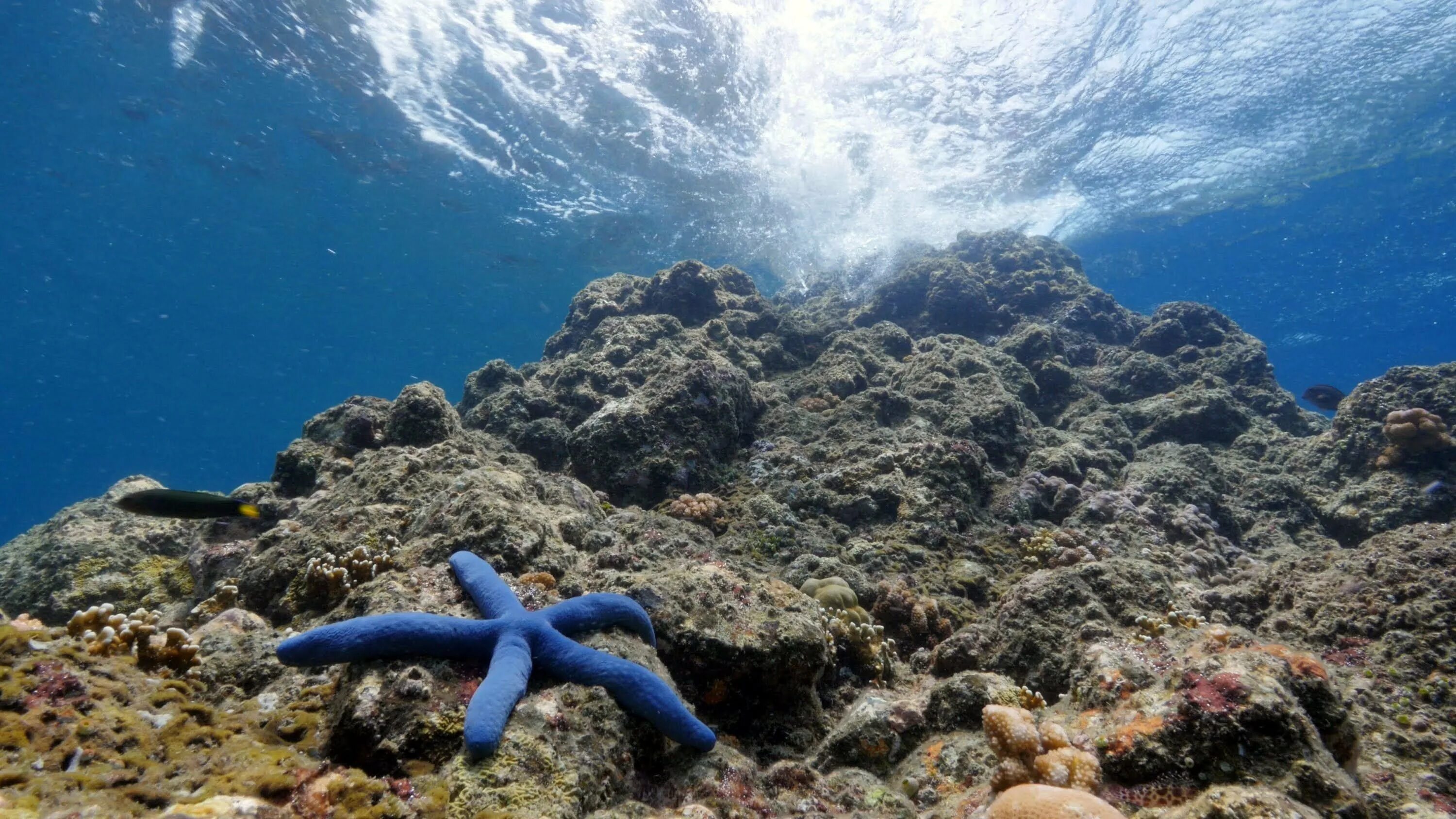 Морское дно. Дно океана. Морская звезда. Дно моря. Люди в атлантическом океане