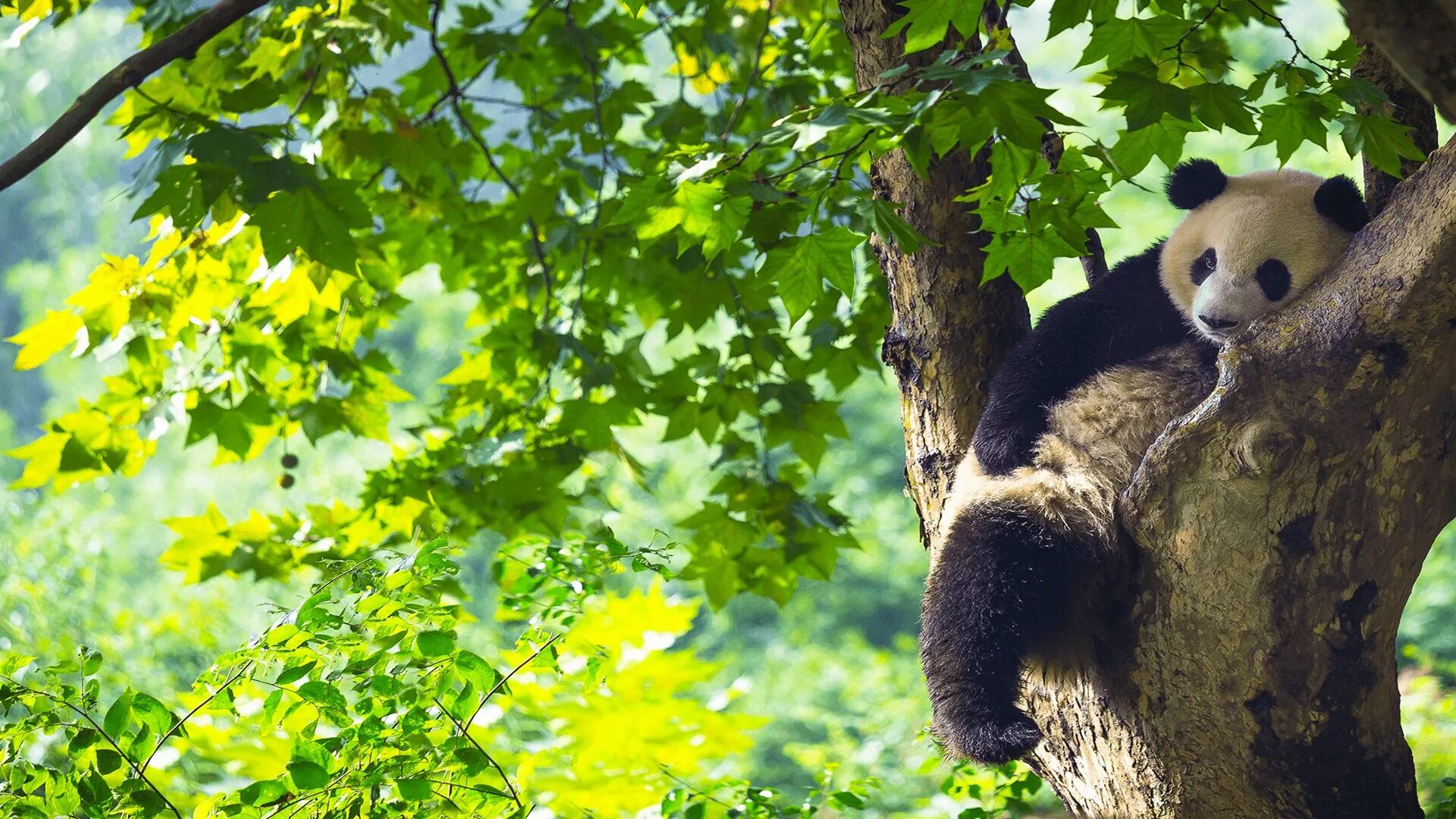 Pandas windows