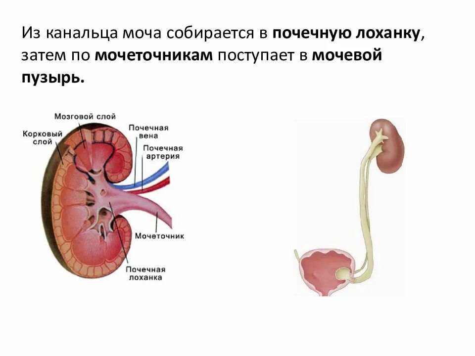 Из мочеточников моча поступает